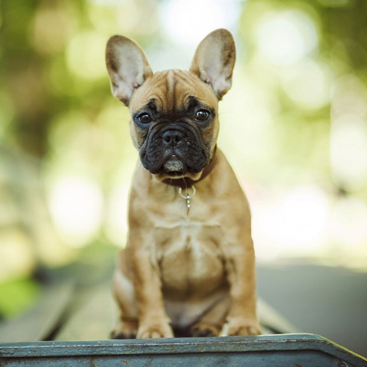 Animal Experts Want You to Stop Buying Pugs and French Bulldogs - Brit + Co