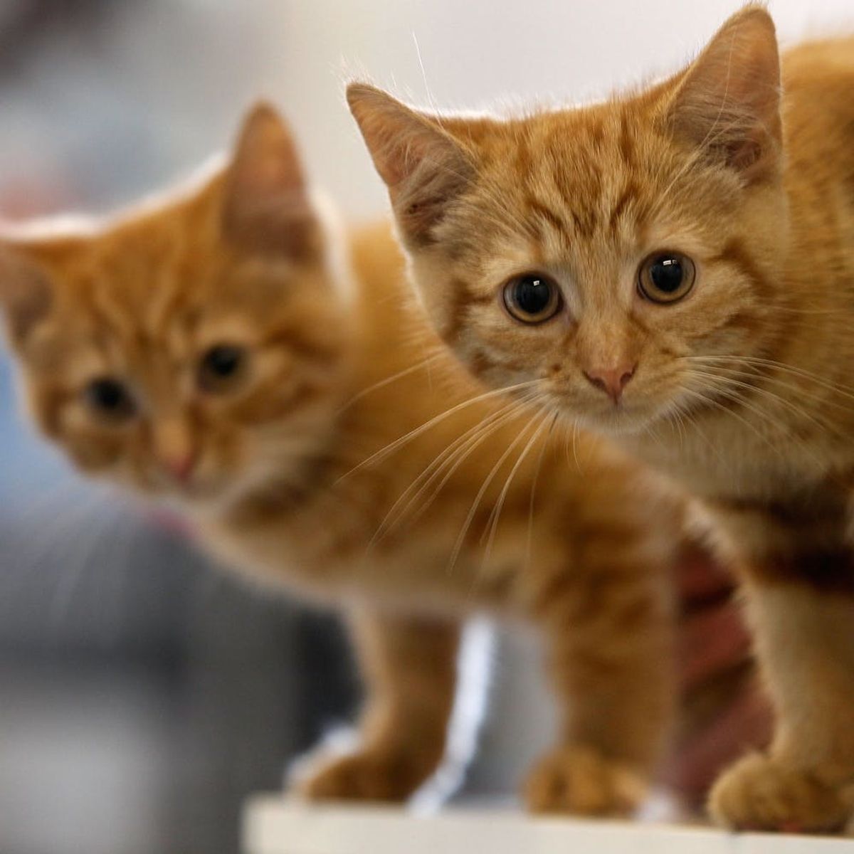 Scientists Prove That Your Cat Really Does Love You Back