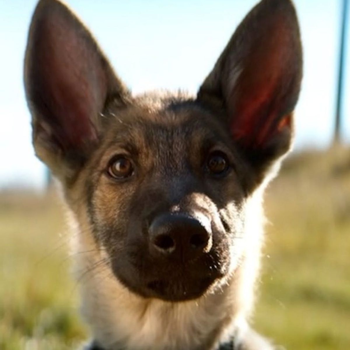 Morning Buzz: People Are Boycotting A Dog’s Purpose After On-Set Footage Reveals Animal Cruelty + More