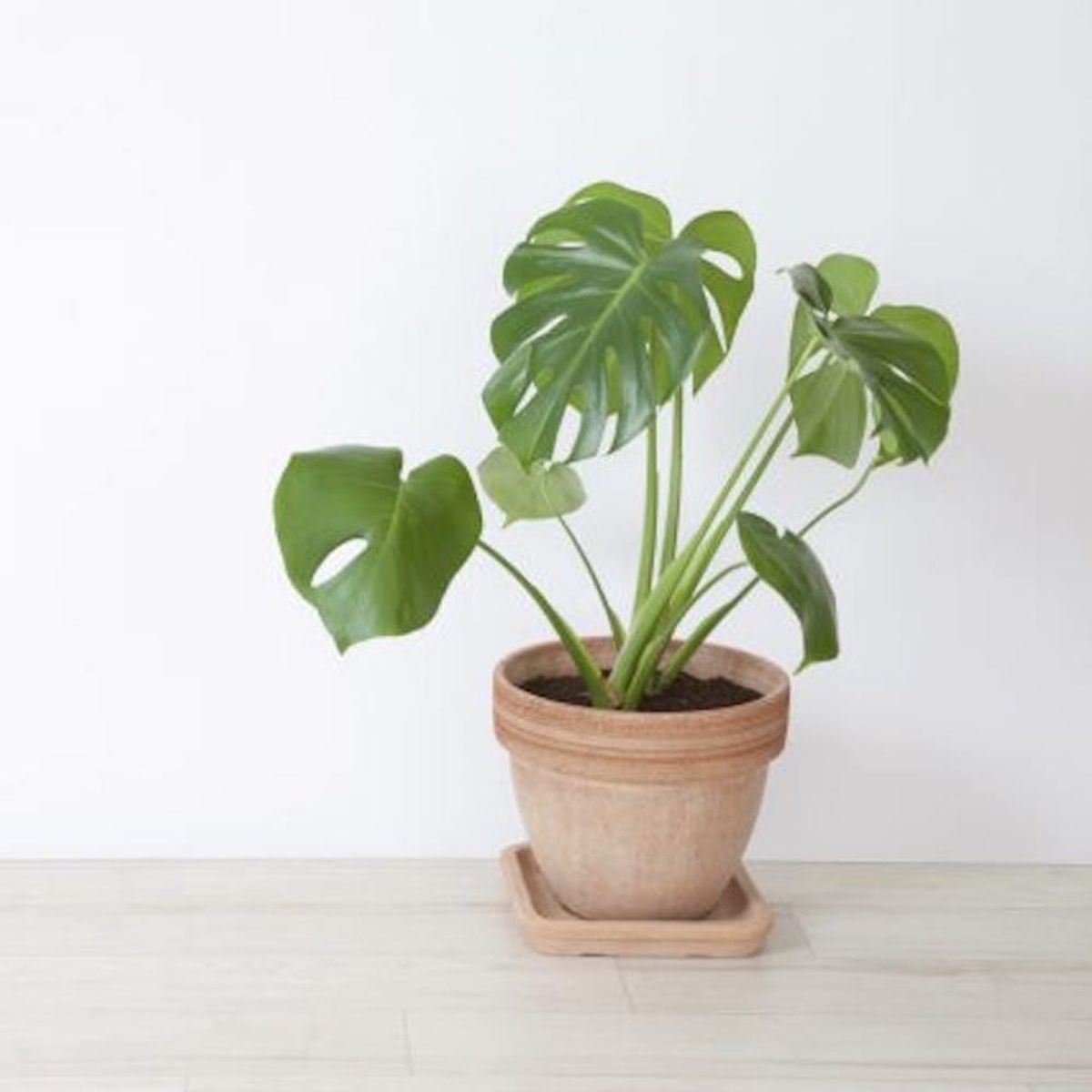 10 Low Maintenance Plants Perfect for Non-Green Thumbs