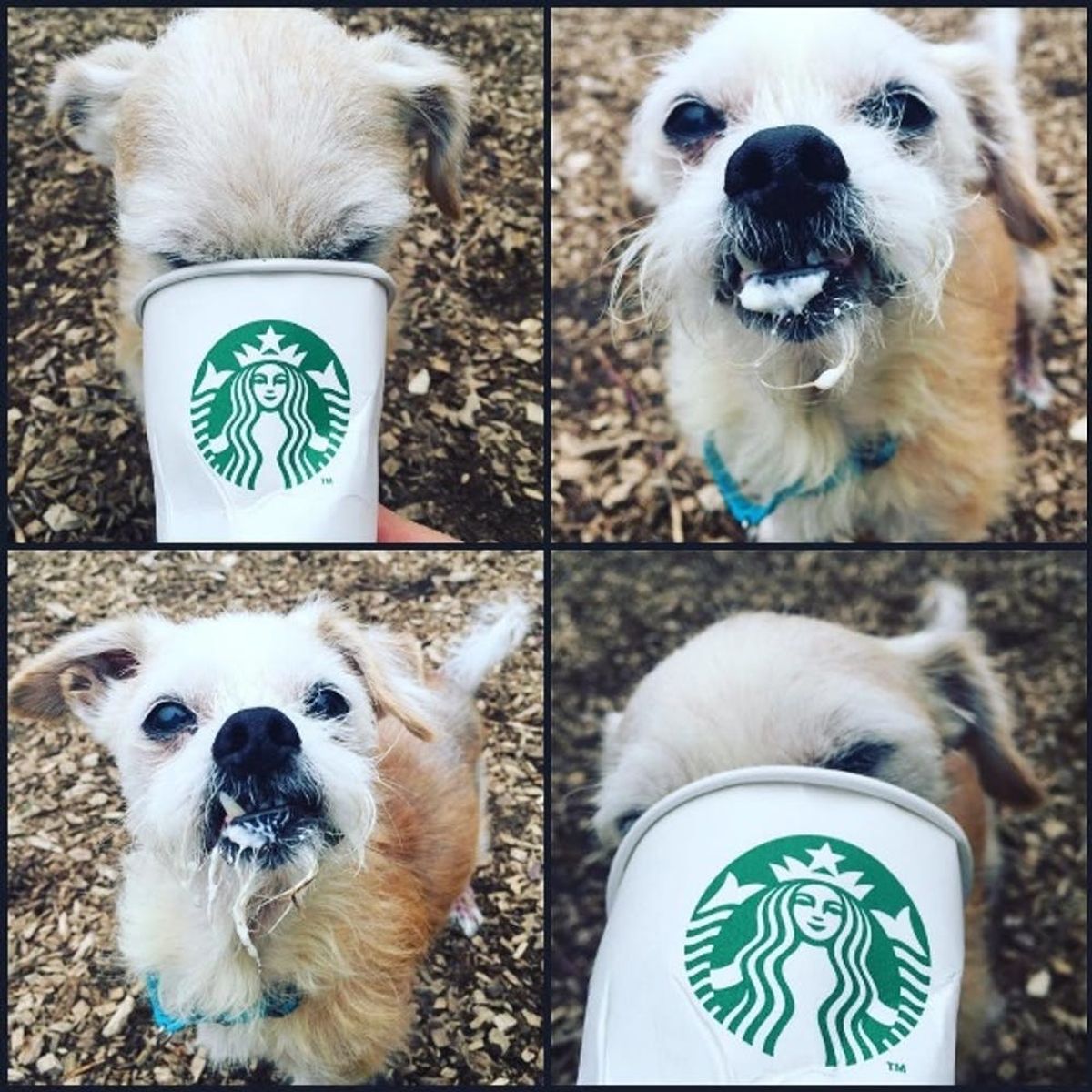 Starbucks Has a Secret Menu Just for Dogs Brit + Co