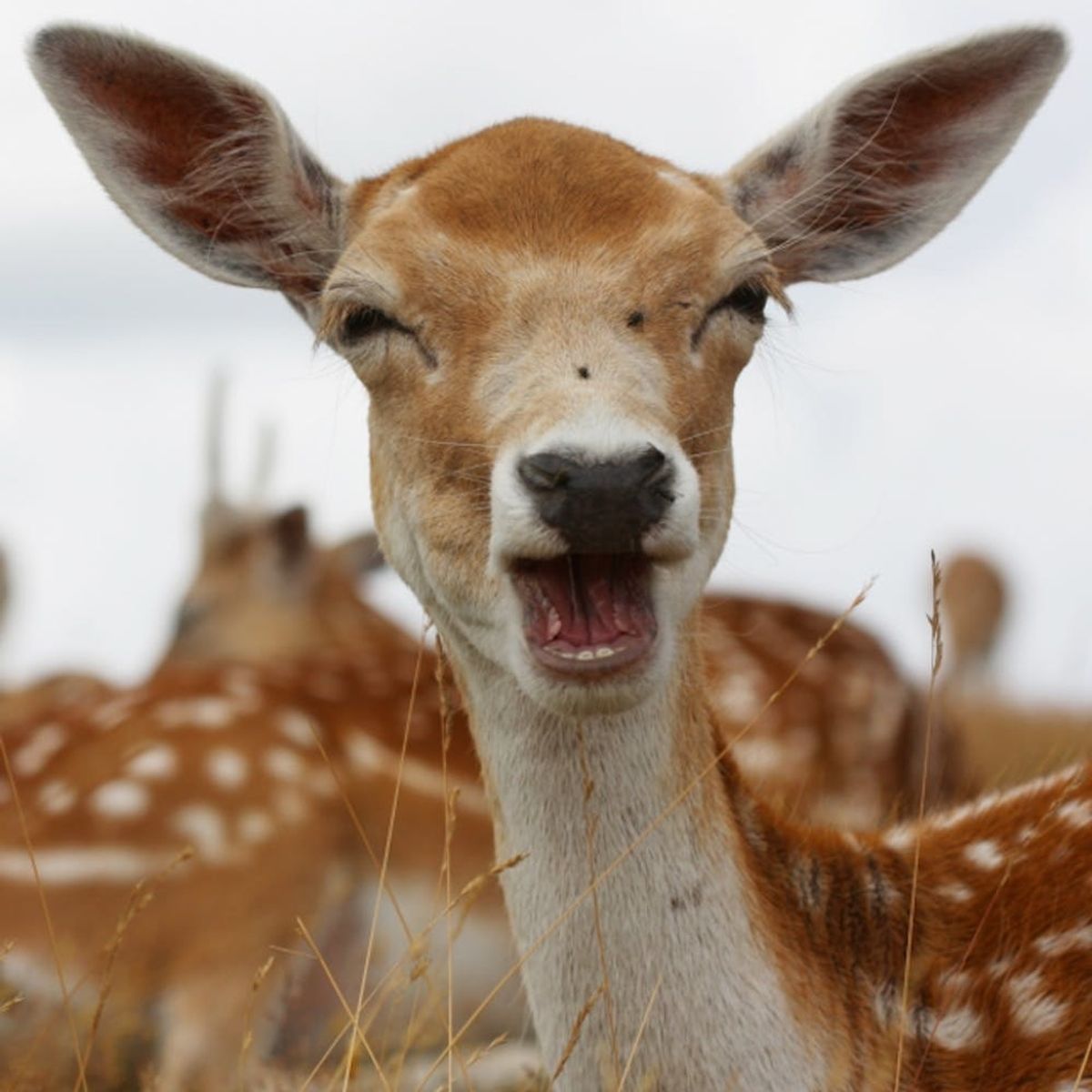 Money, the Donut-Loving Deer, Is This Teen’s Best Friend