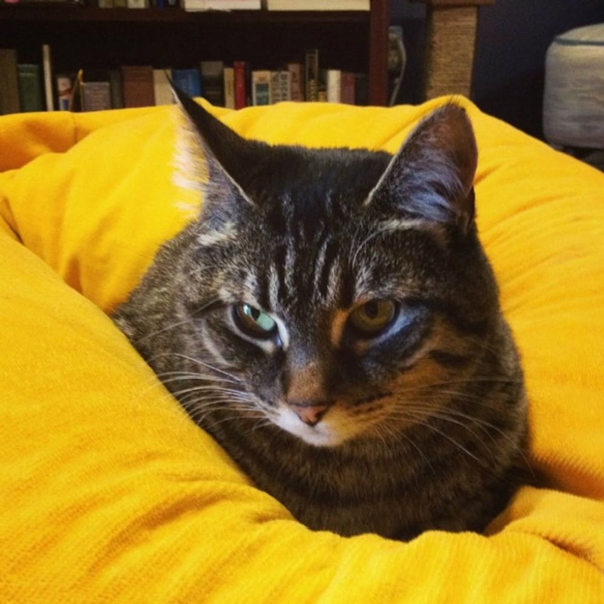 A Cat Bar May Soon Be on the Horizon and It’s Every Bit As Cool As It Sounds