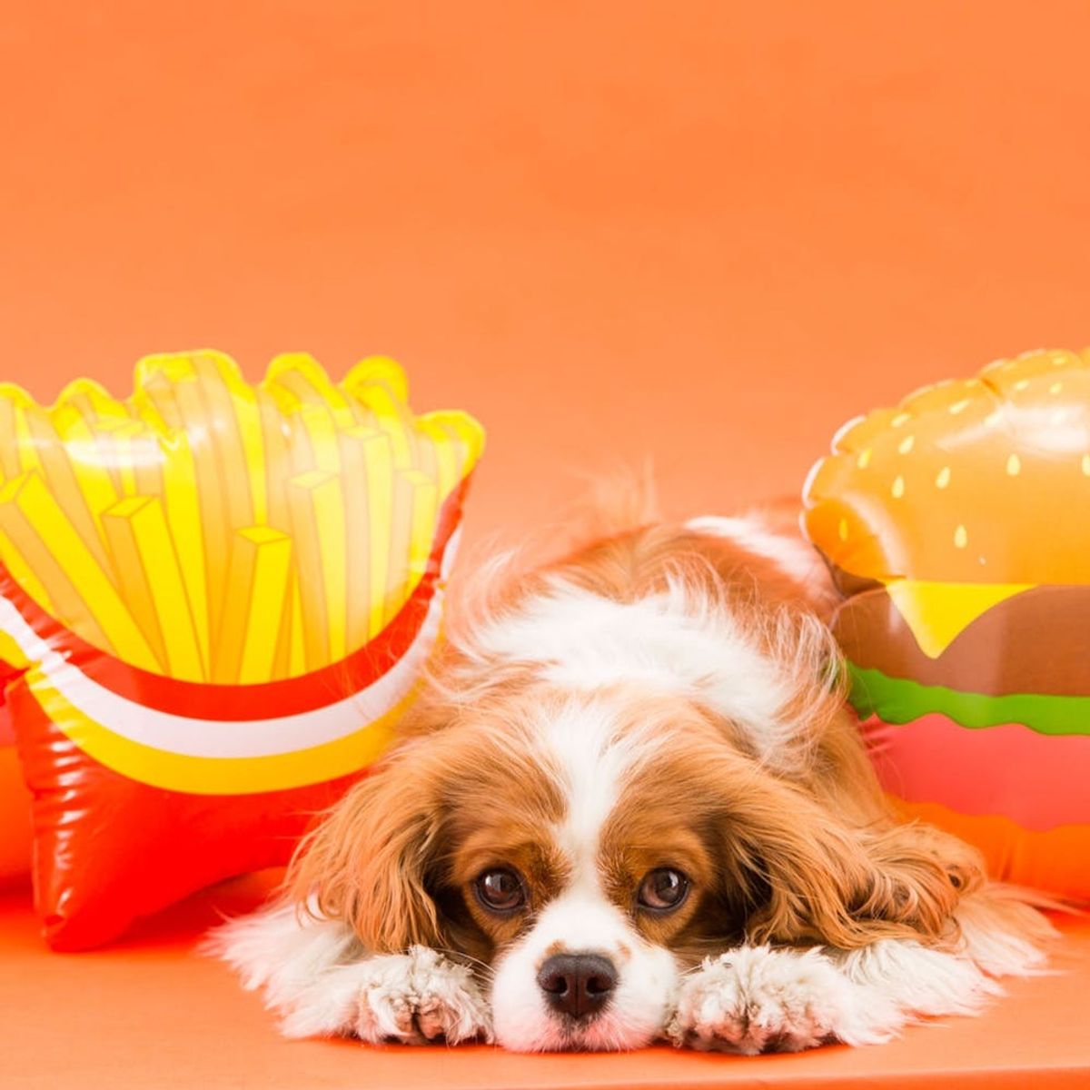 5 Tips to Make Running With Your Dog Easy and Safe