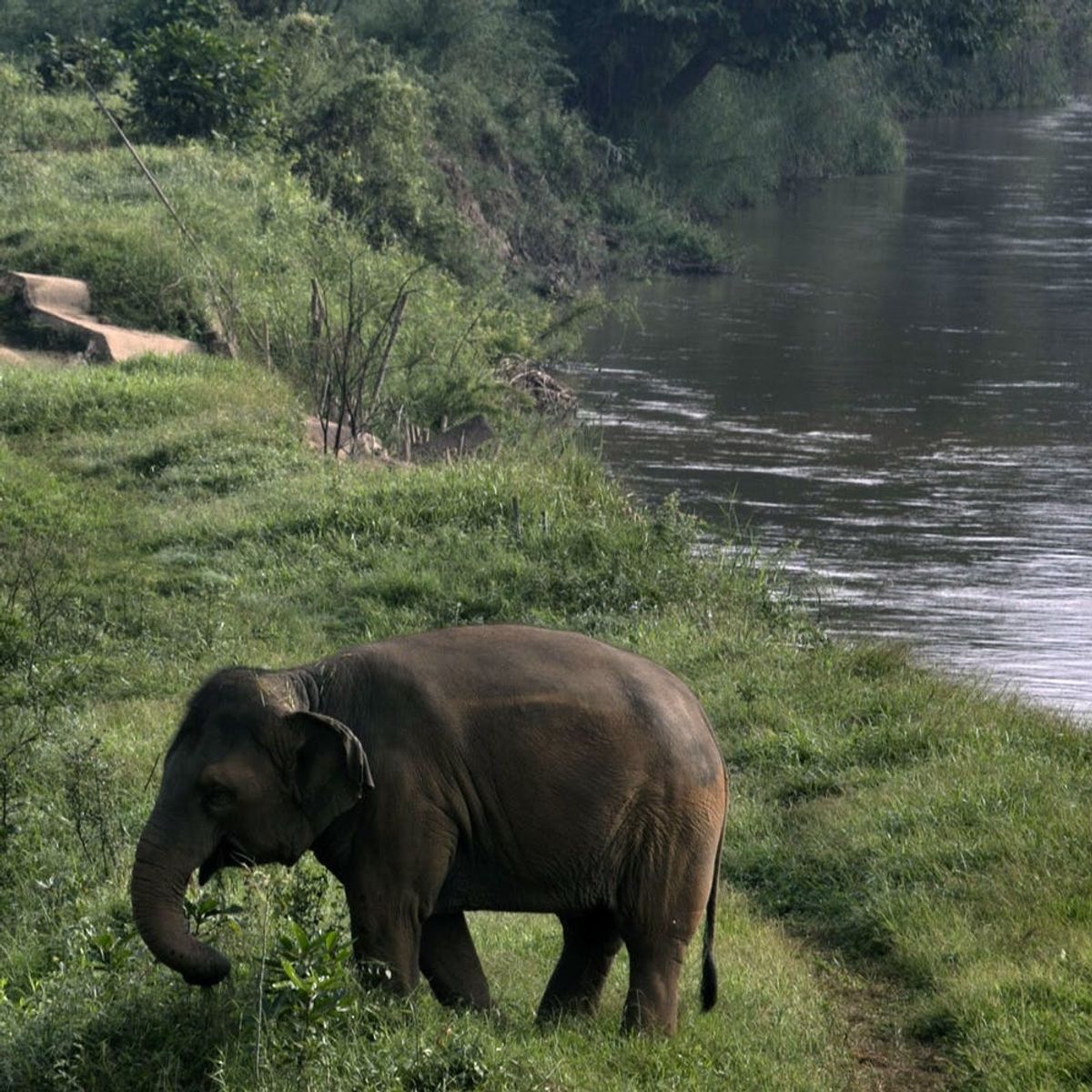 4 Life Lessons You Can Learn from Elephants