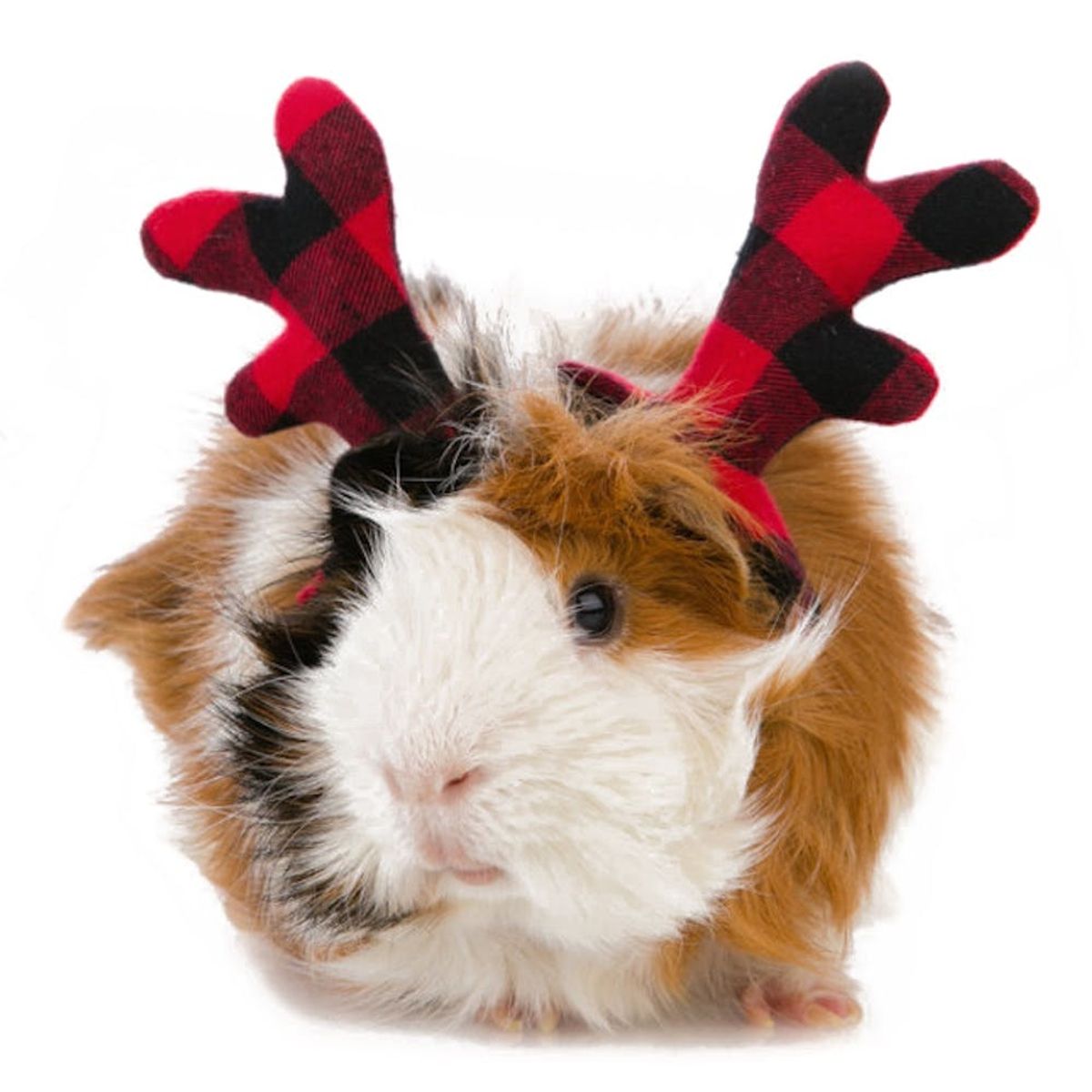 15 Gifts for Pets That Aren’t Cats or Dogs Brit + Co