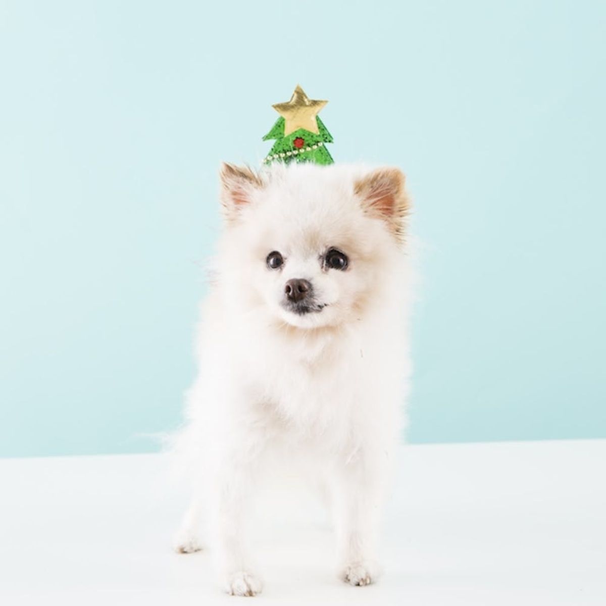 How to Keep Pets Safe in Cold Weather Months