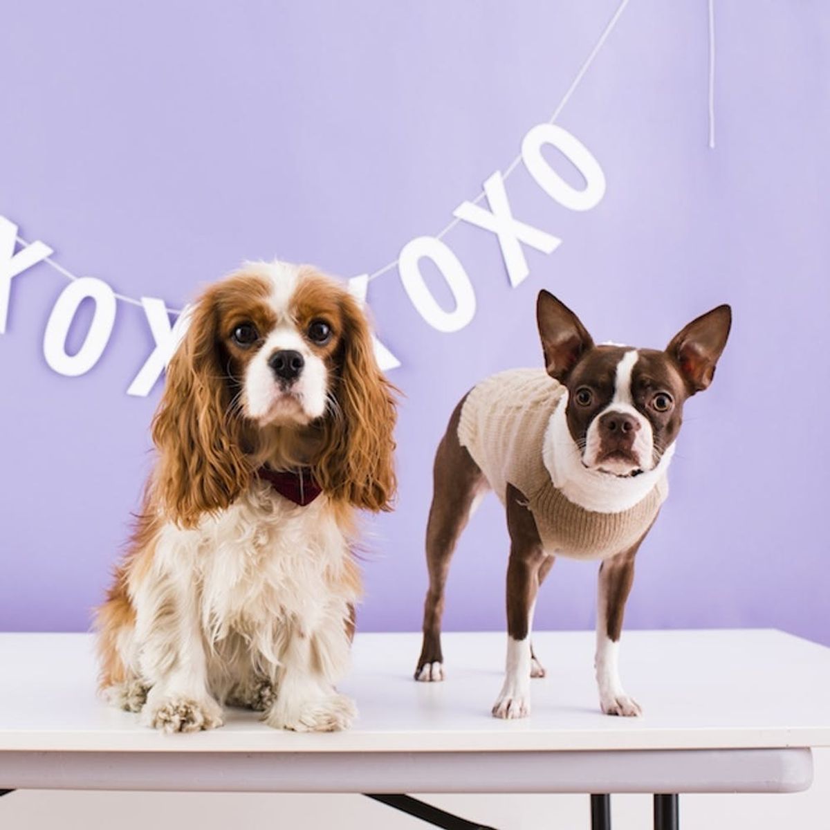 14 Coffee Table Books Purrfect for Animal Lovers Brit + Co