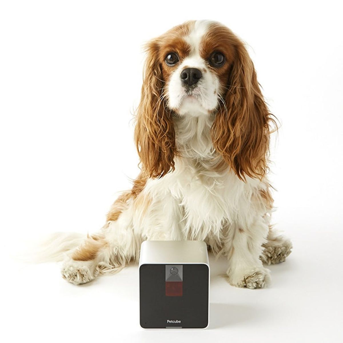 10 Pawsitively Perfect Gifts for Dog Lovers