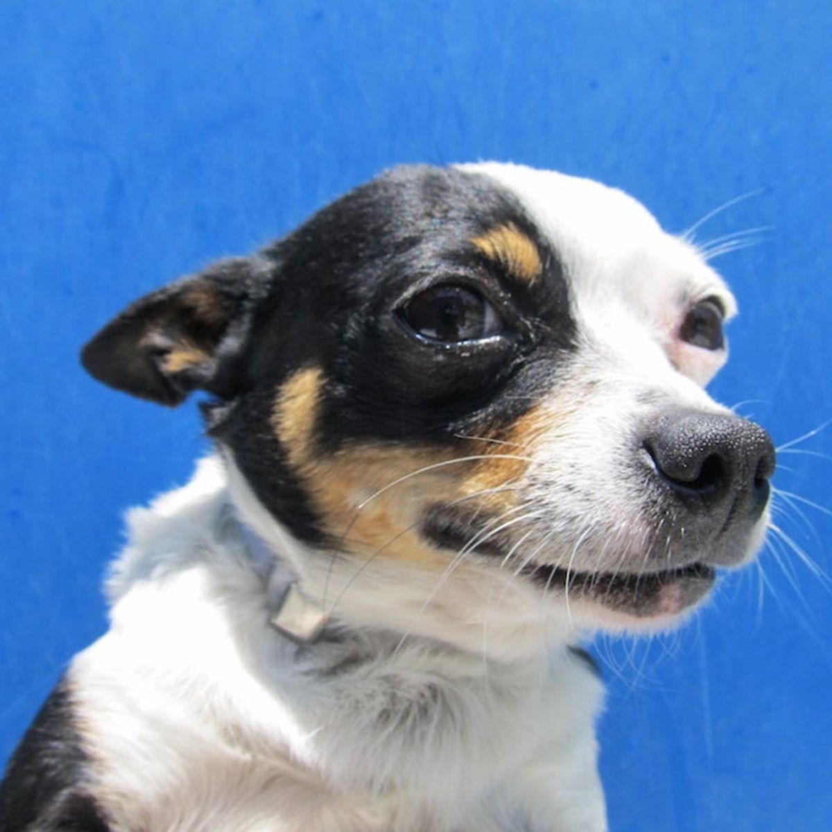 7 Expert Tips for Adopting a Pup