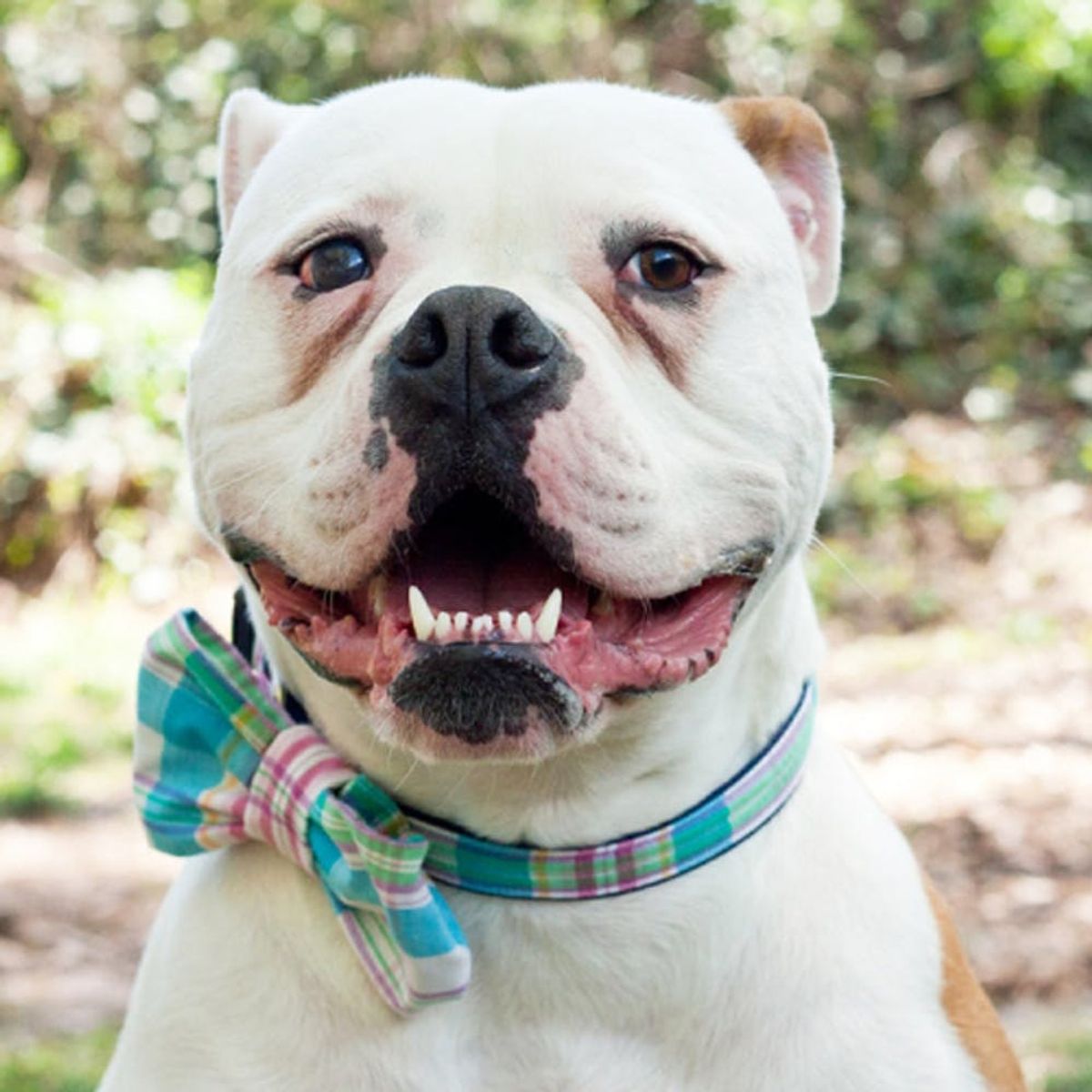 17 DIYs All Cat Ladies + Dog Lovers Need