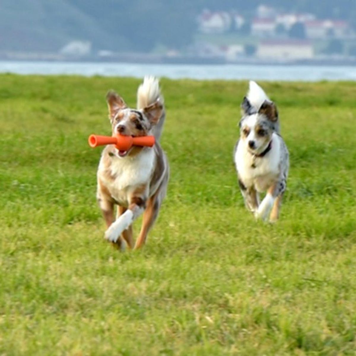 See Why Designers and Dogs Love These Pretty Fetch Toys