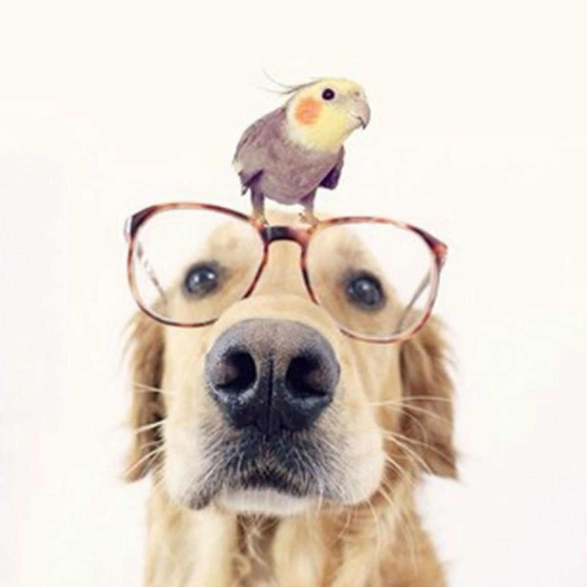 Meet the Newest Instagram Animal Celeb