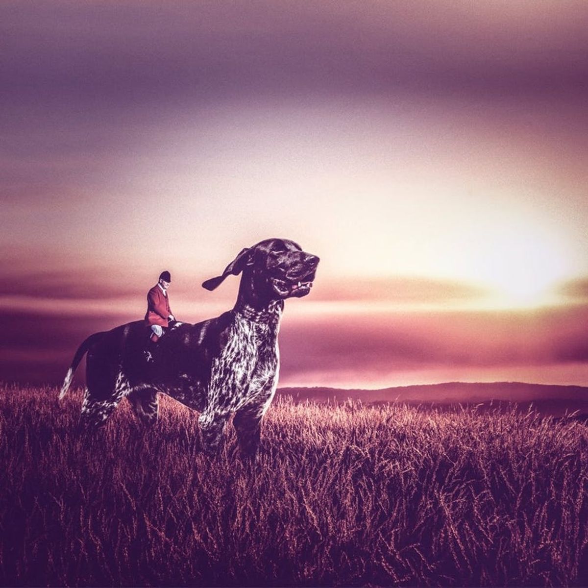 This Is the Most Creative Dog Adoption Campaign EVER