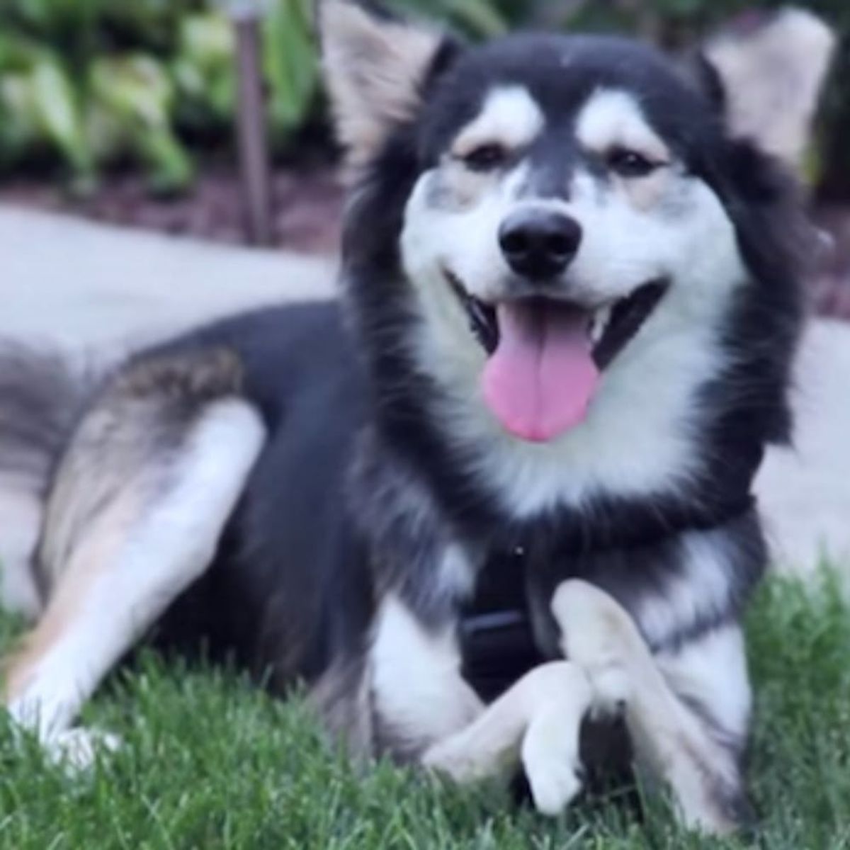 See How 3D Printing Totally Transformed This Dog’s Life