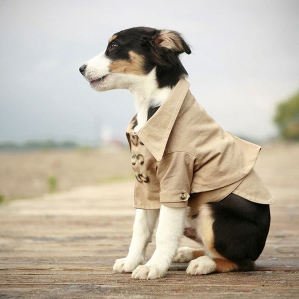 Canine Cool 13 Warm Outerwear Options For Your Pup Brit + Co