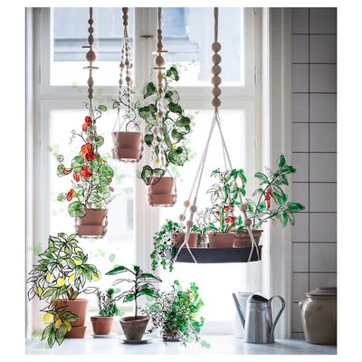 house plants tree Money Tree Plant with Planter - Small (12