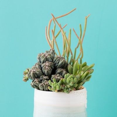 20 Weird House Plants You Didn't Know You Needed - Brit + Co