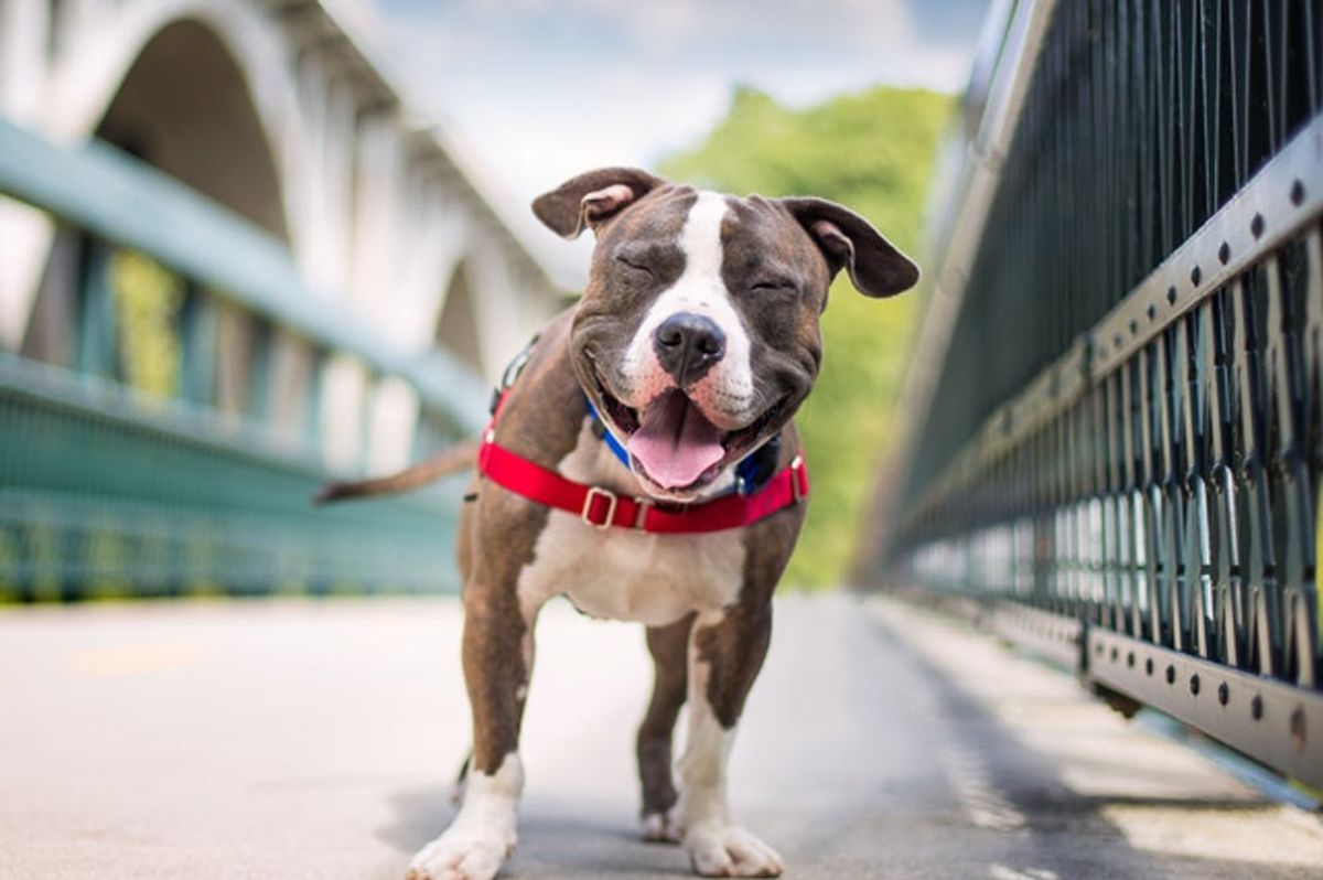 Cute Overload: 10 Smiling Pups to Perk Up Your Day