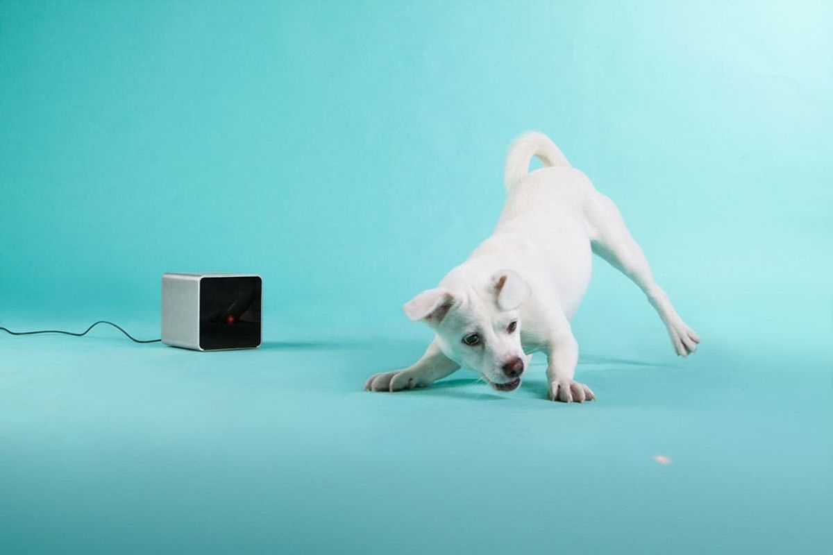 6 Ways to Give Thanks to Your Dog this Thanksgiving