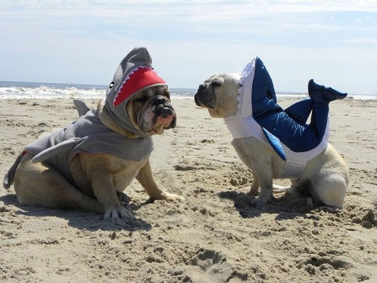 What’s Your Dog Dressing Up As This Halloween? (Costume Contest!)