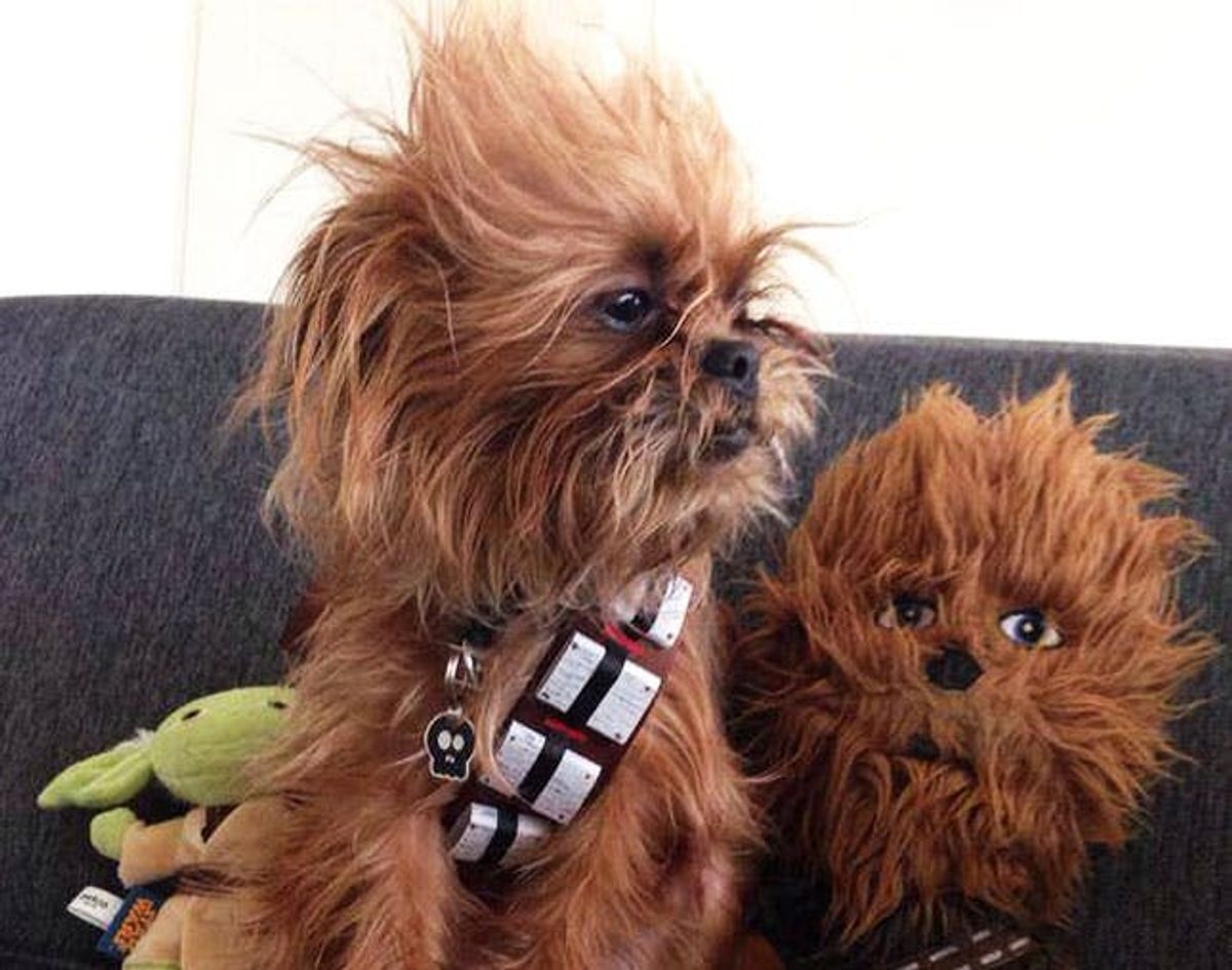 The BritList: Chewbacca Dog, The Confetti Bar and More