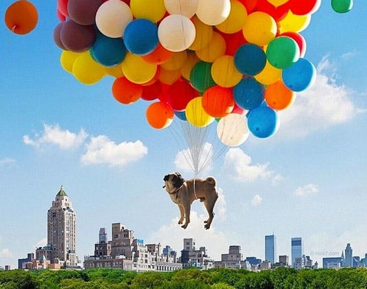 The BritList: Grumpy Cat Goes to Vogue, Norm the Pug Goes Up, and More