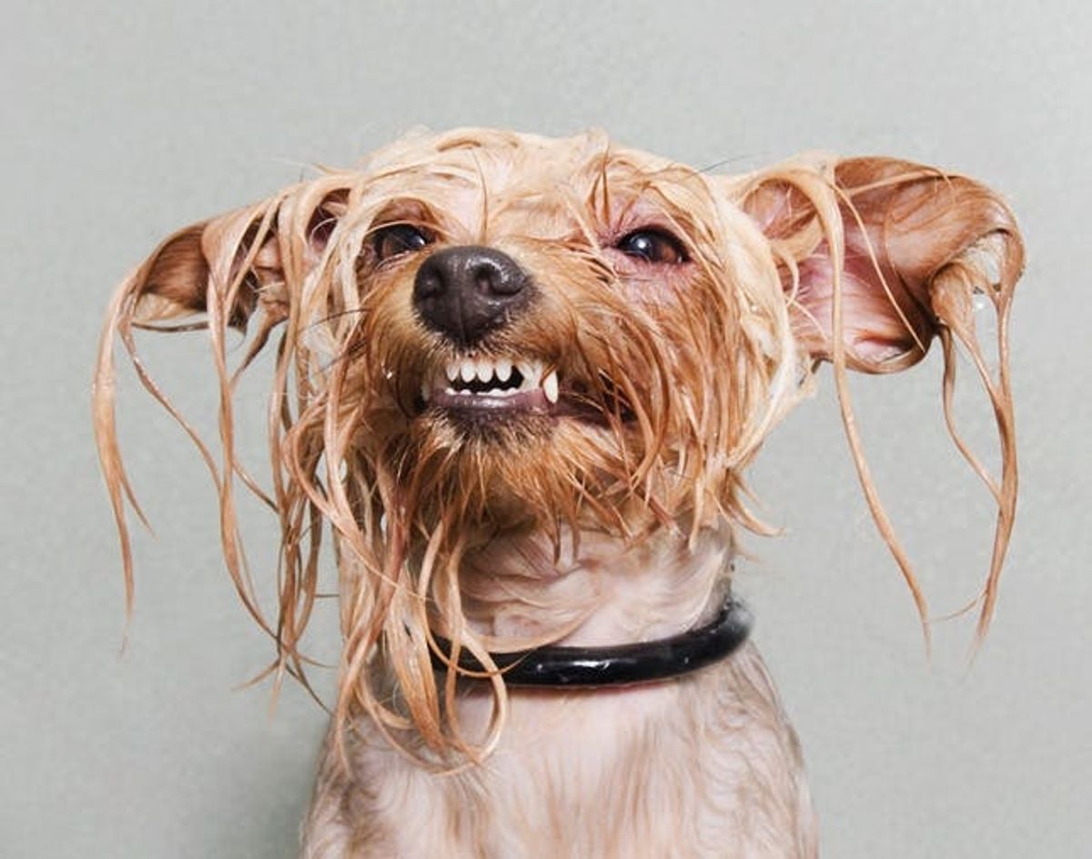 The BritList: Sriracha Vodka, Wet Dog Portraits, and More