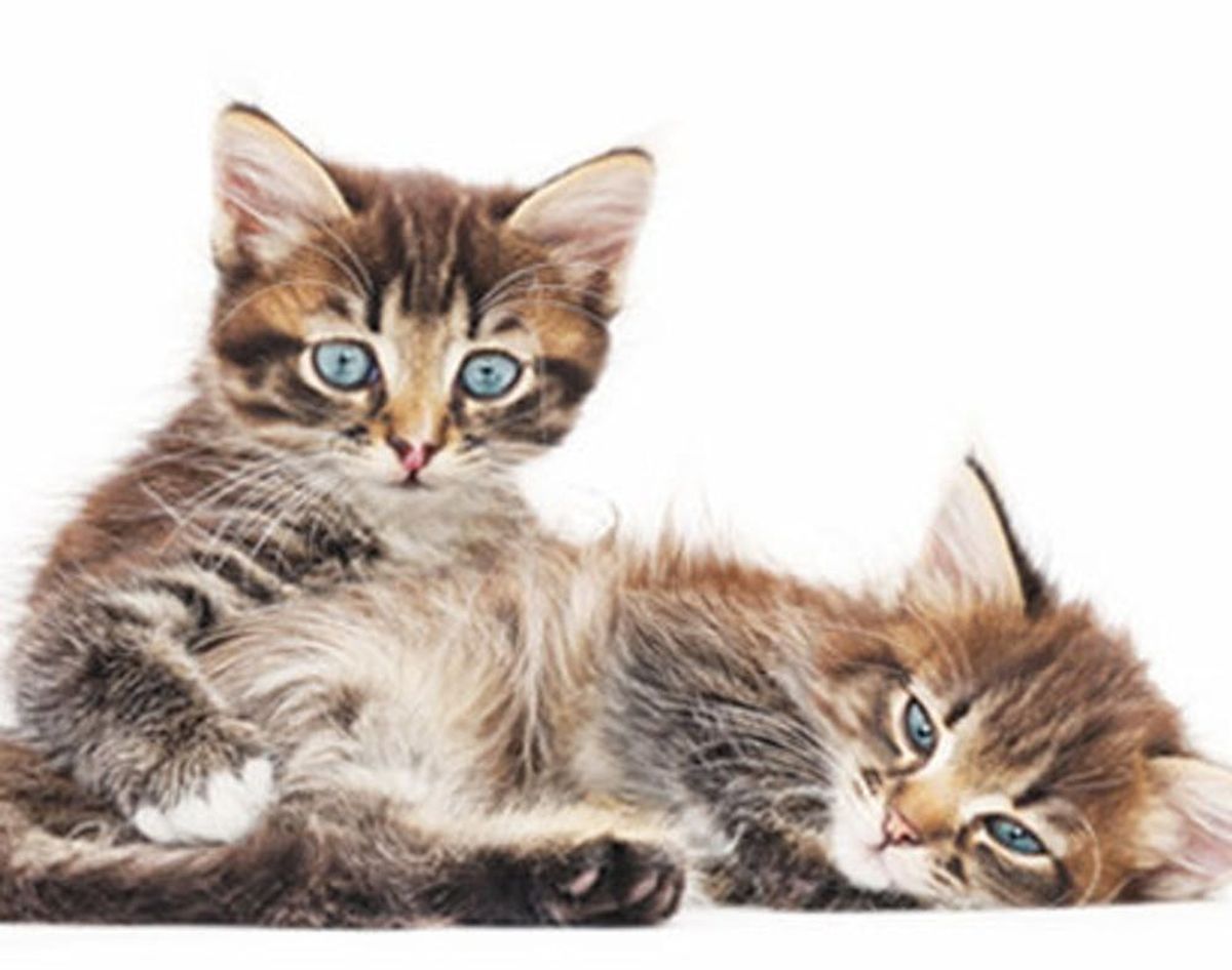 LOL or Awesome? The First Health Monitor for Cats