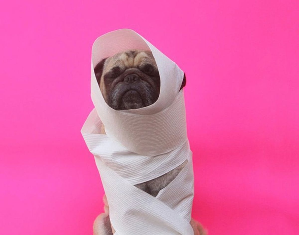 16 Pet Photographers to Follow on Instagram Now