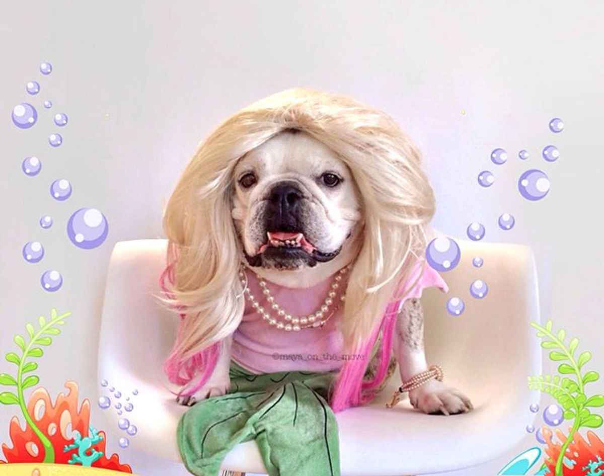 Maya the Bulldog Has Officially Won Halloween