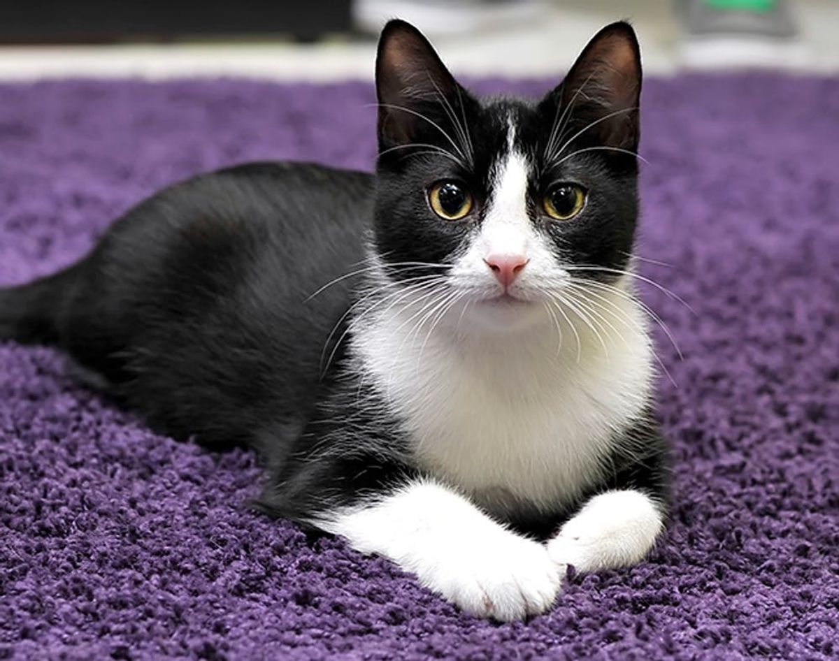 Believe It: Cat Hammocks Are a Thing