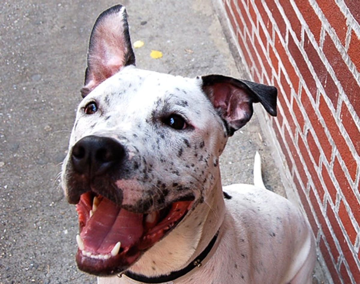 A Tinder for Pet Adoption Exists?!