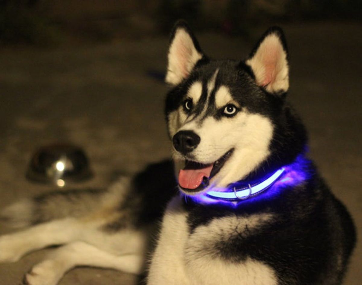 6 Must-Have Pet Gadgets