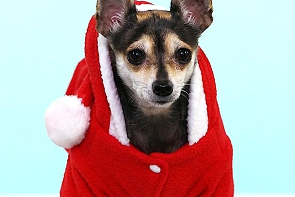 The Most Adorable Photos of Dogs in Christmas Costumes