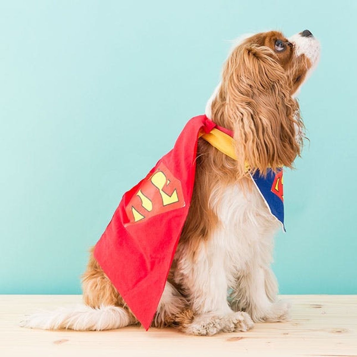 How to DIY a Superman Dog Costume for Halloween