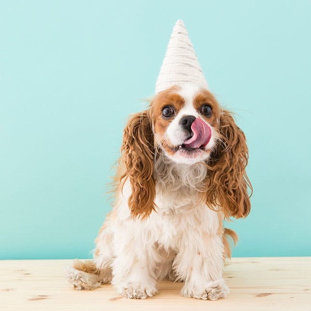How to Make a Unicorn Costume for Your Dog This Halloween
