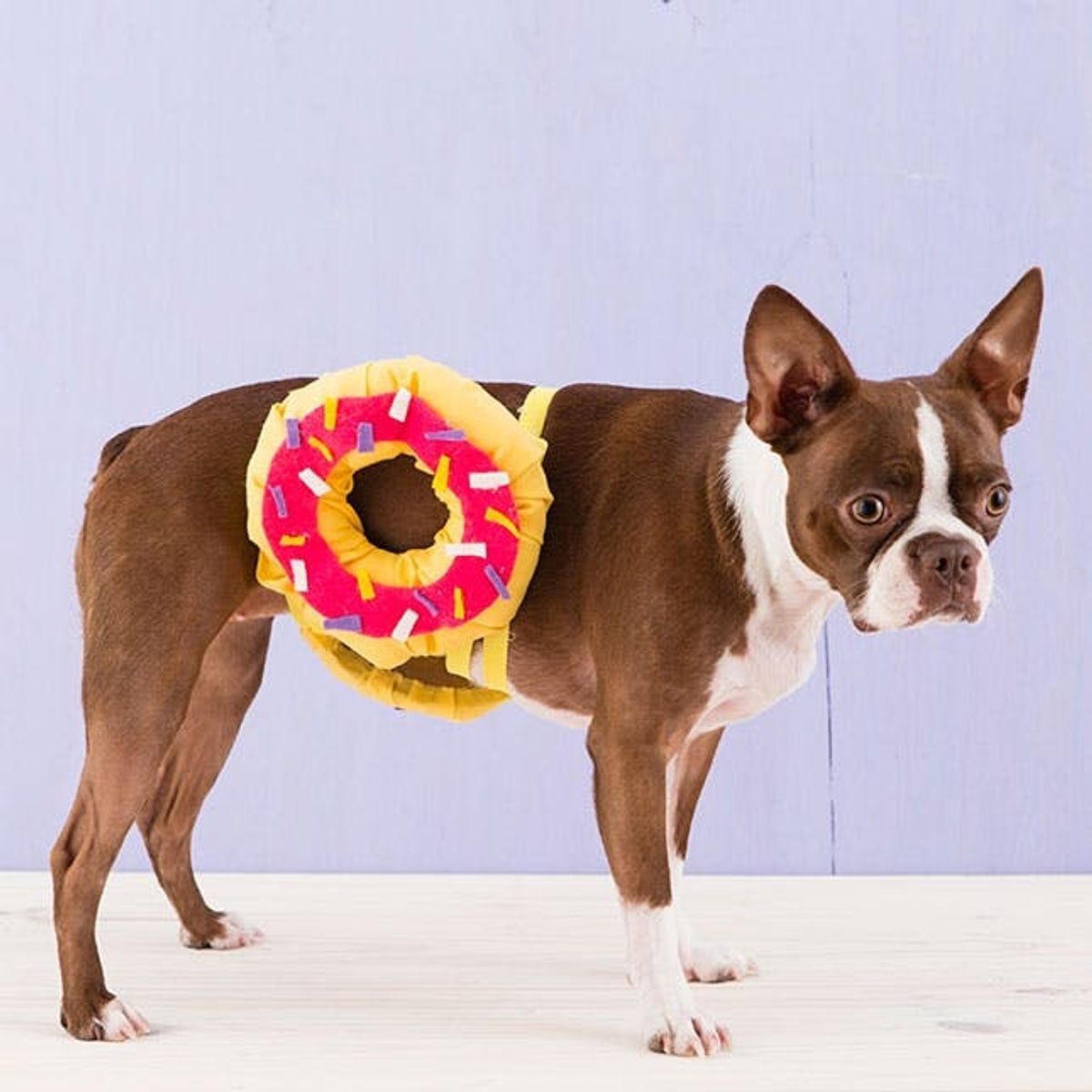 How to Dress Your Pet Up like a Donut for Halloween