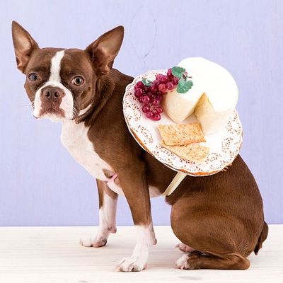 dressed up like a dog's dinner Dressed Up Dogs Cartoons and Comics