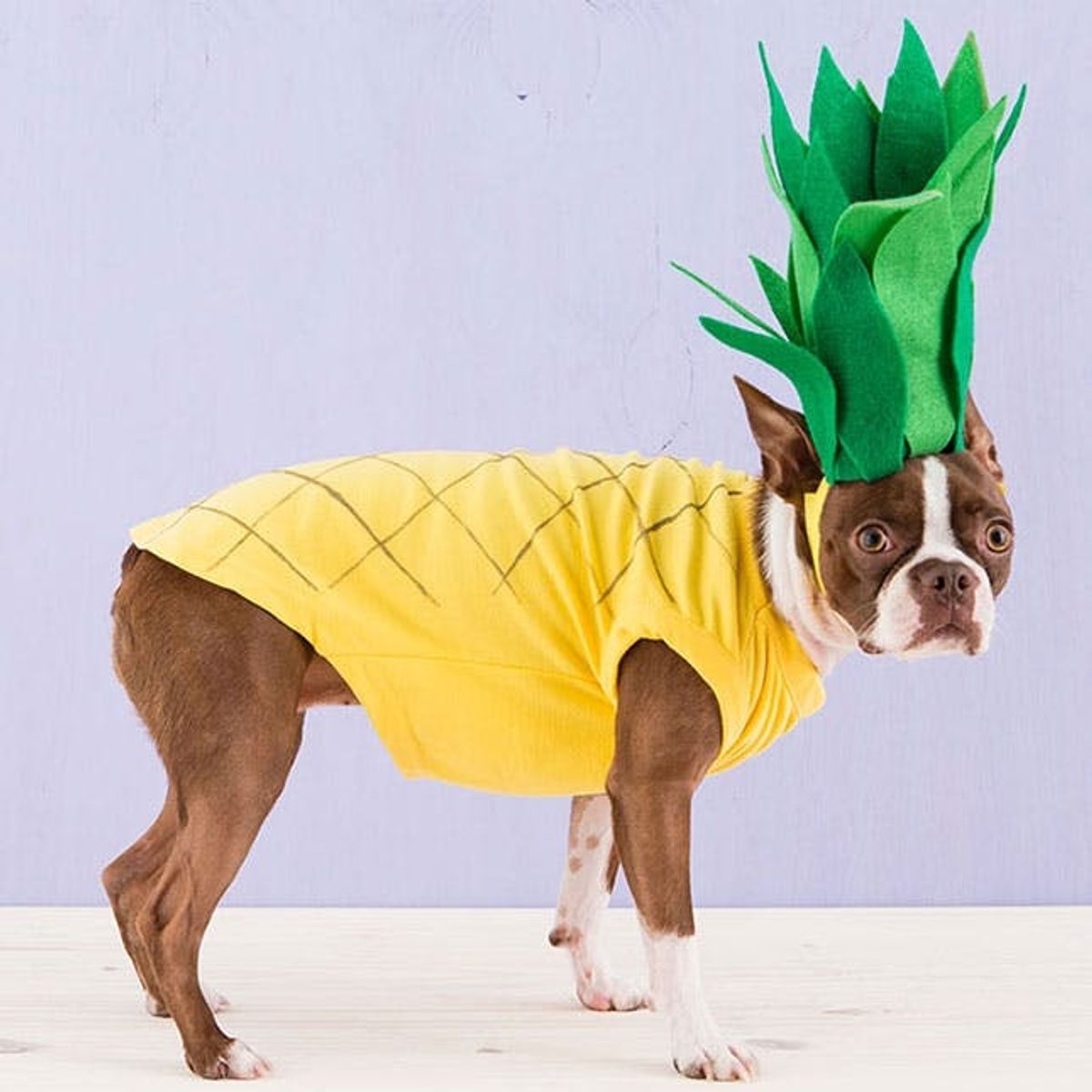 How to Dress Up Your Dog in a DIY Pineapple Costume