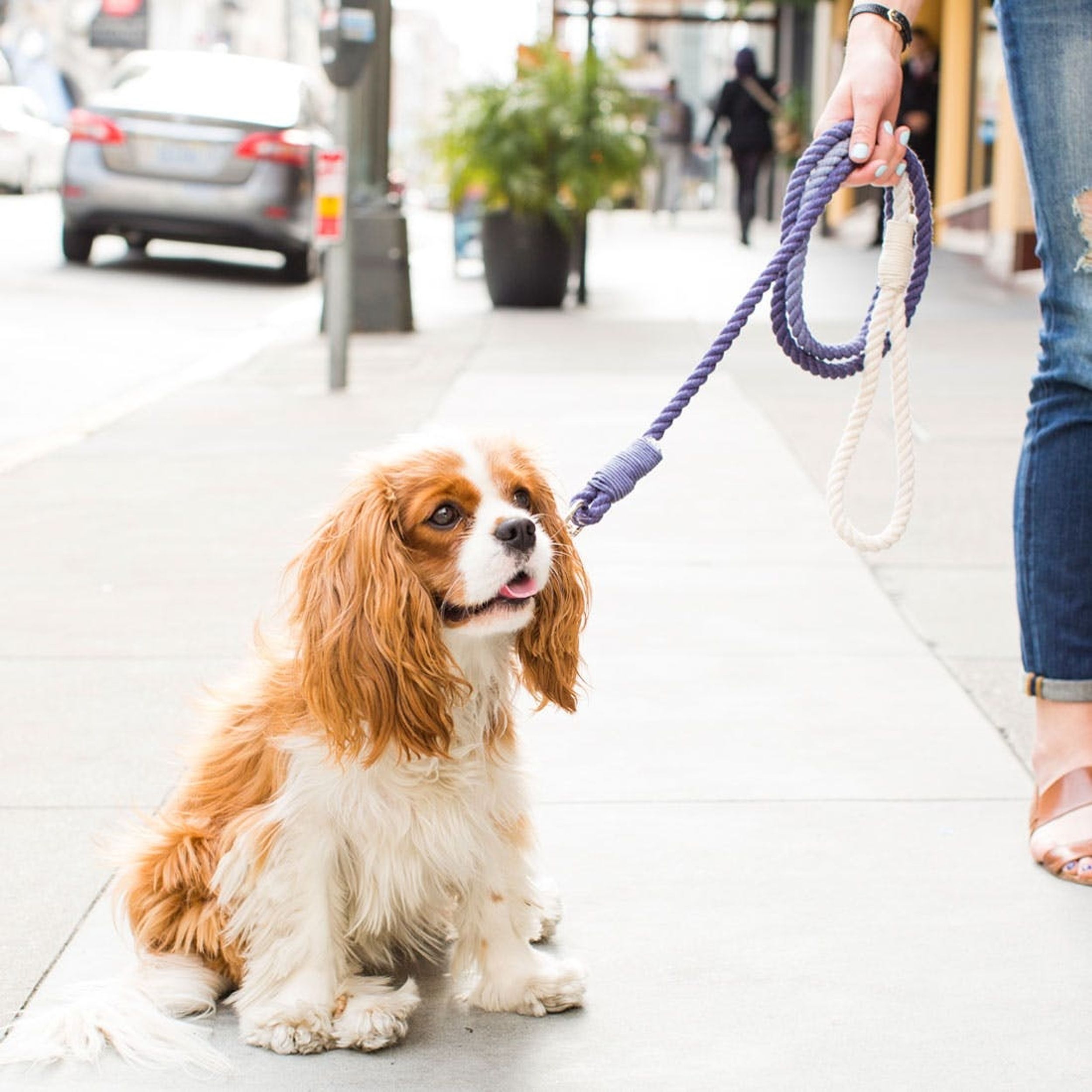 DIY This Ombre Rope Leash for Your Stylish Pup
