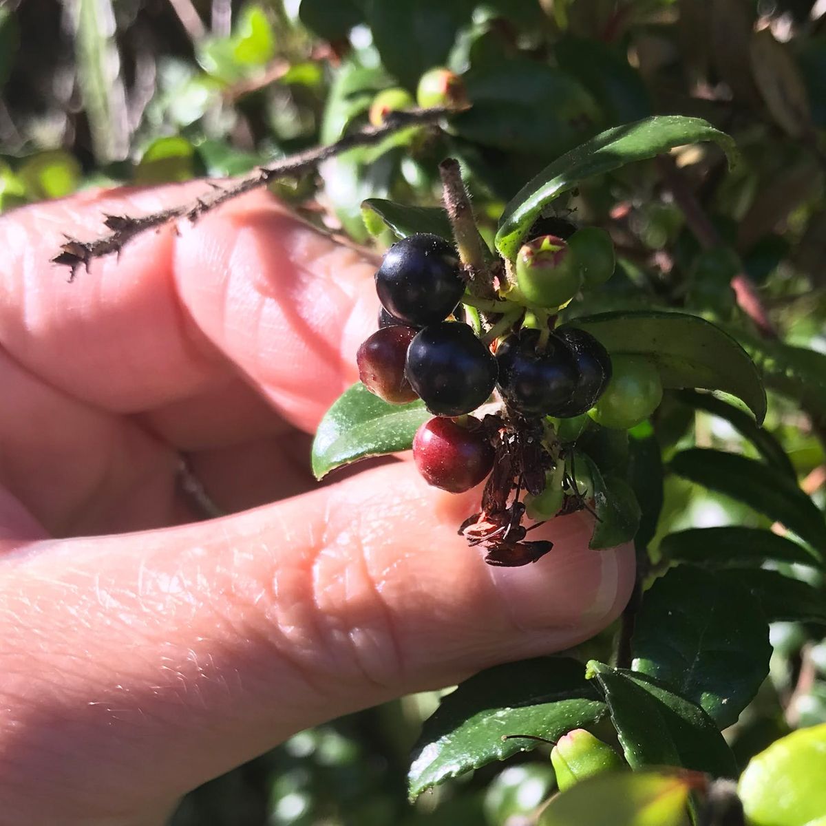 7 Wild Berries You Can Pick and Eat on Your Next Camping Trip