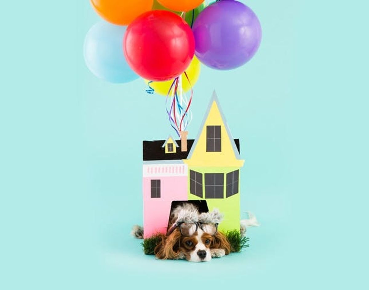 DIY the House from UP as a Halloween Costume for Your Pup!