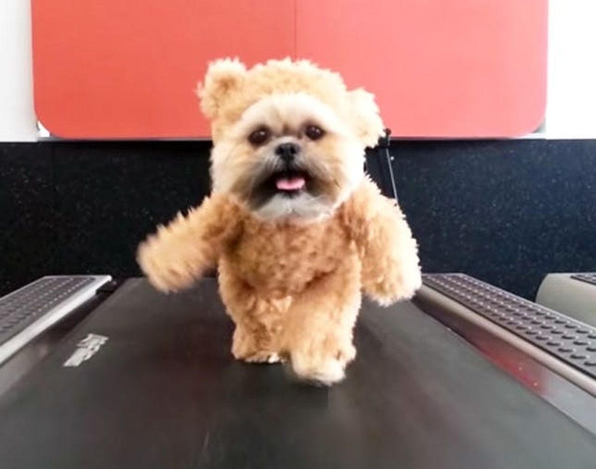 The BritList: Teddy Bear Dog on a Treadmill, Cat Snow Forts and More