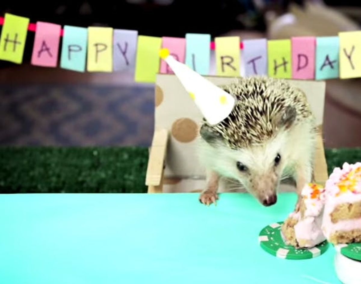 The BritList: Tiny Birthday for a Tiny Hedgehog, Truffle Beer and More