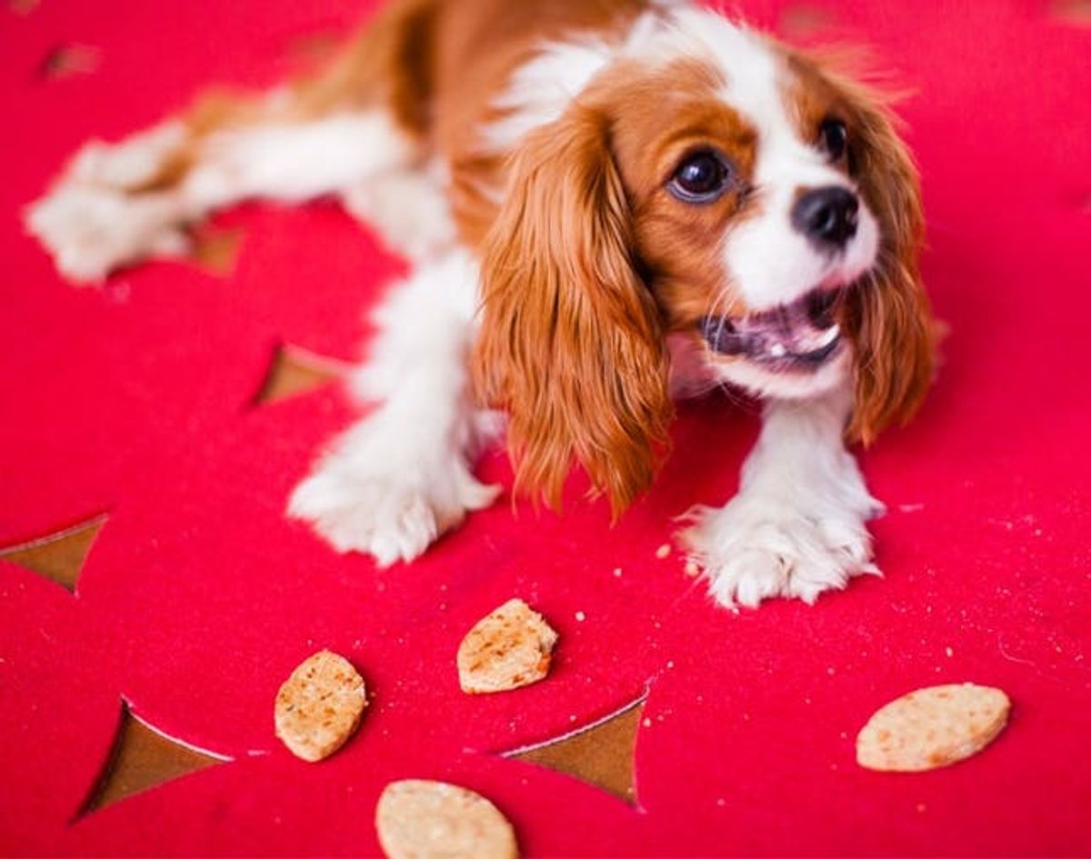 Apple Asiago Dog Treats = A Puppy Bowl Must Have!
