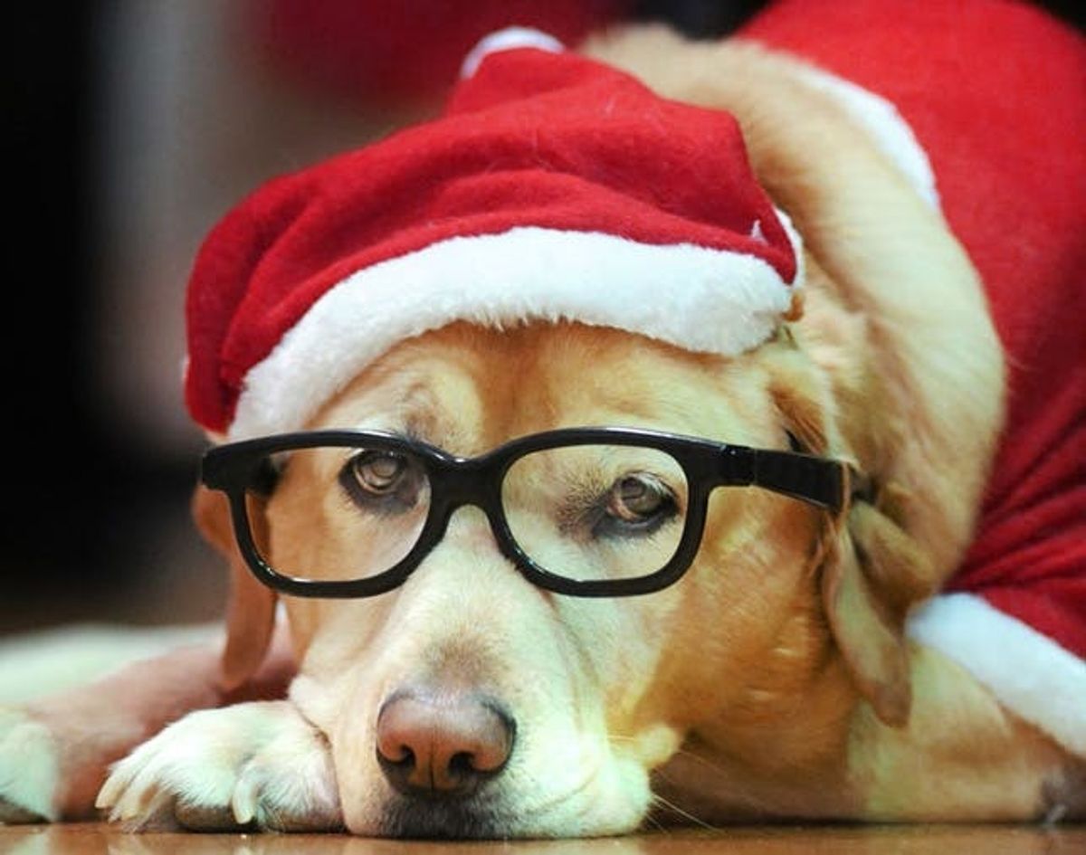 Santa Paws: 15 Ridiculously Cute Holiday Pet Photos