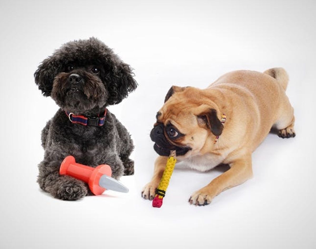 12 Stylish Stocking Stuffers for Your Pooch