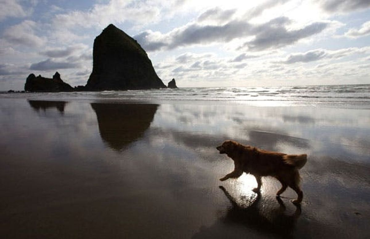 Fido Goes West! The Top 5 Dog-Friendly West Coast Travel Spots