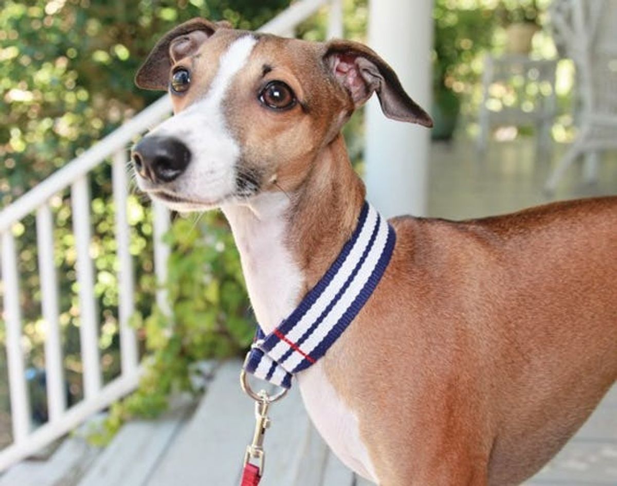 10 Fetching DIY Dog Collars